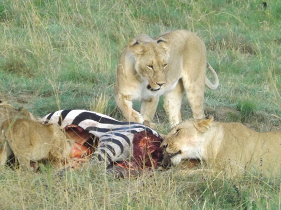 Lionnesses feeding