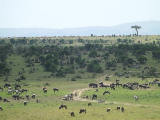 Thousands of wildebeest ready to migrate