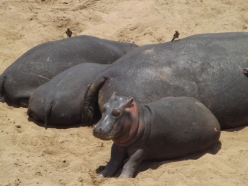 Even baby hippos are pretty ugly!