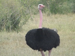 Ostriches are funny looking