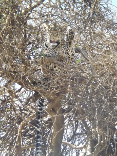 Leopard in a tree!
