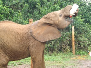 Orphanned elephants drinking milk from the bottle = ADORABLE
