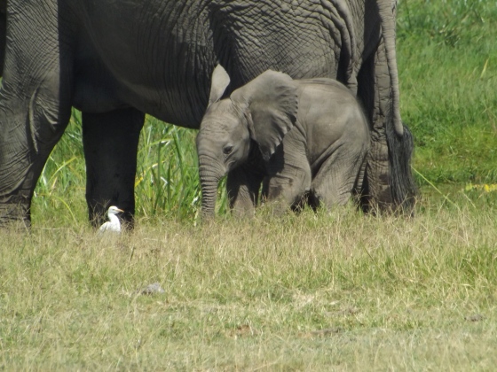 Baby elephant!